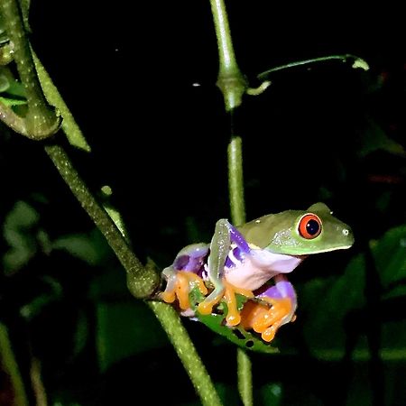 H Et L Apartman Tortuguero Kültér fotó