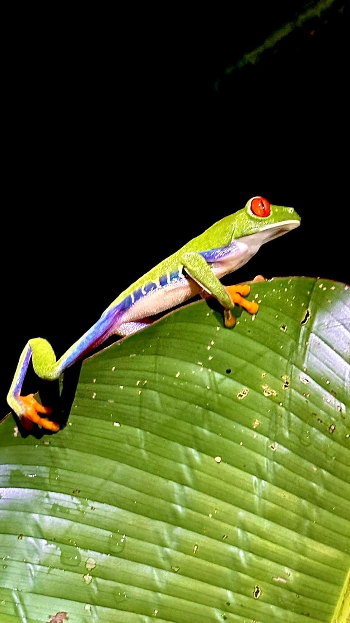H Et L Apartman Tortuguero Kültér fotó