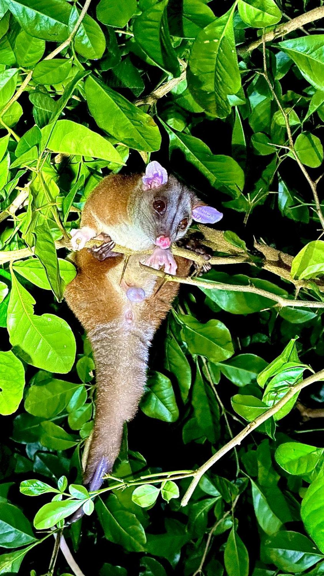 H Et L Apartman Tortuguero Kültér fotó