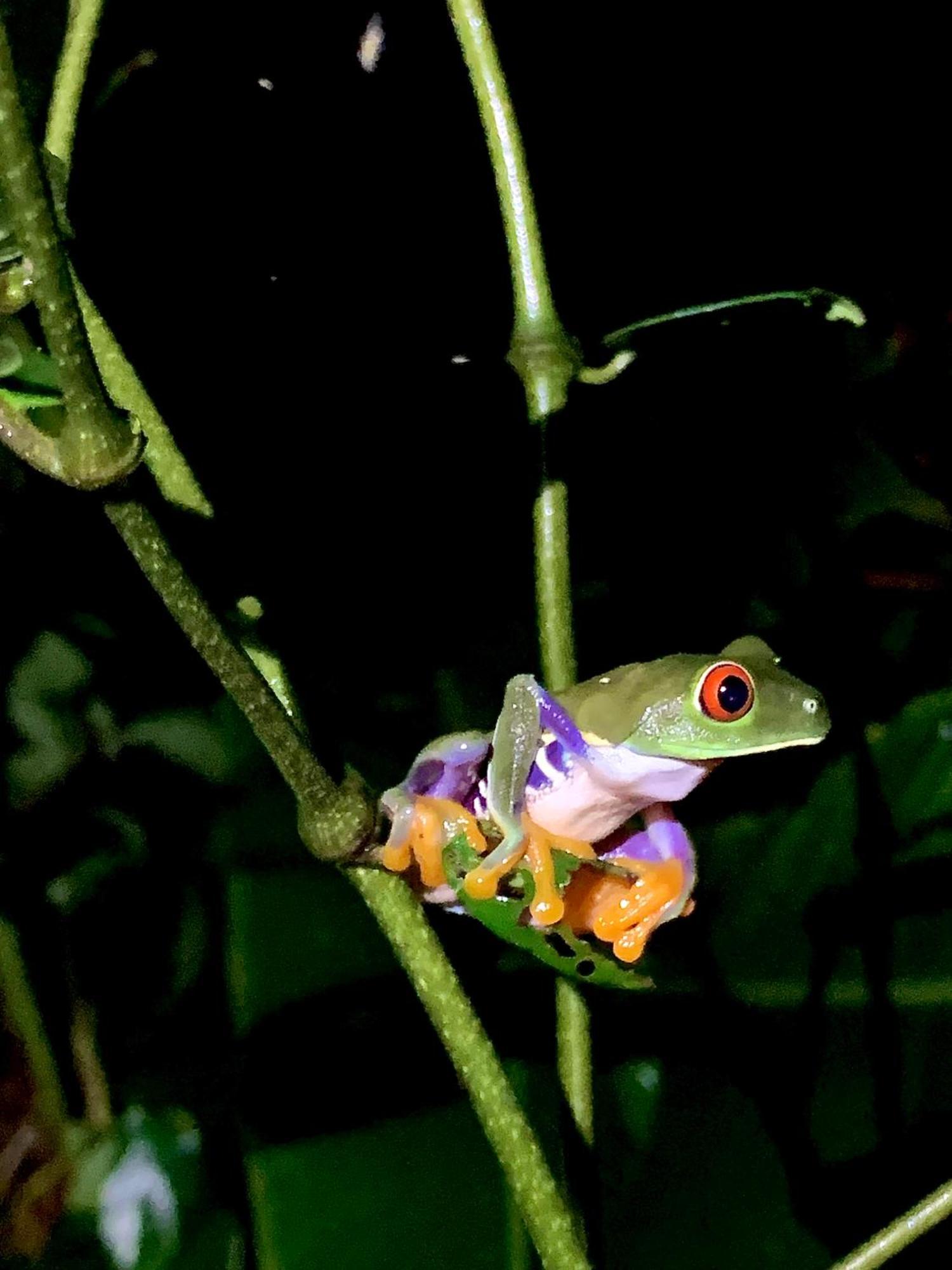 H Et L Apartman Tortuguero Kültér fotó